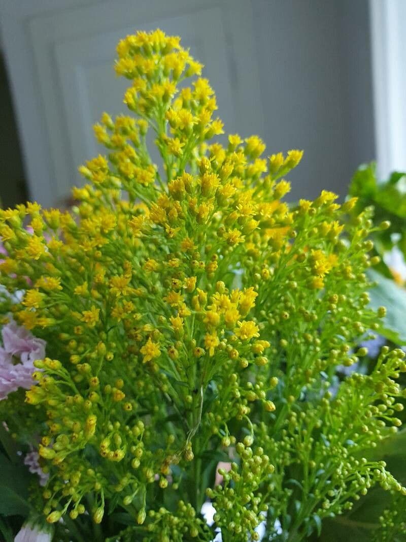 Verga d'oro dell'Ohio