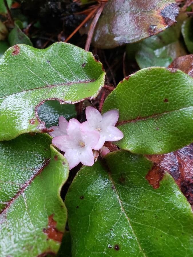 Epigaea repens 5