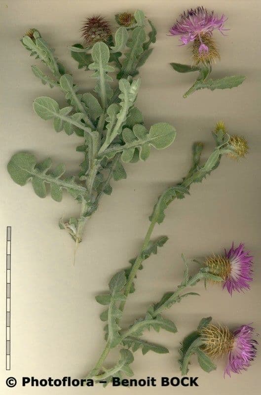 Centaurea 24