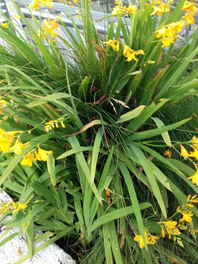 Crocosmia dorata 15