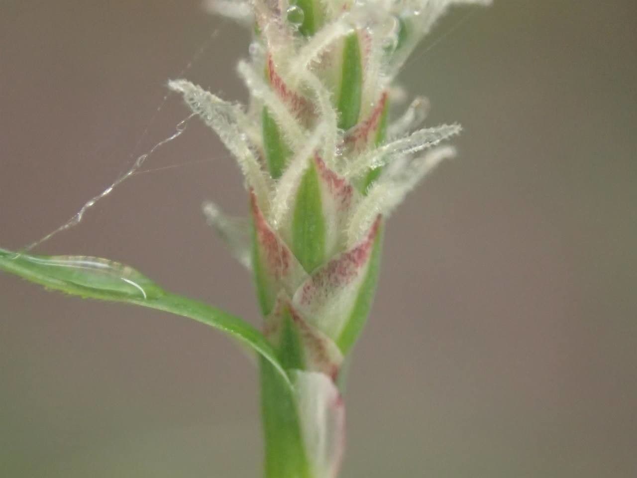 Carice filiforme 3