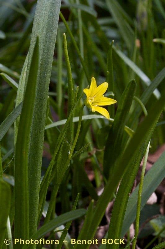 Gagea spathacea 15