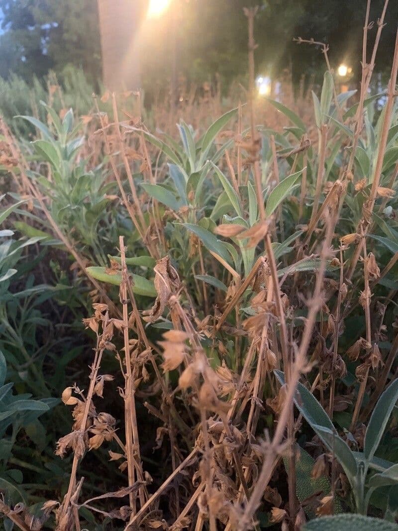 Salvia bianca