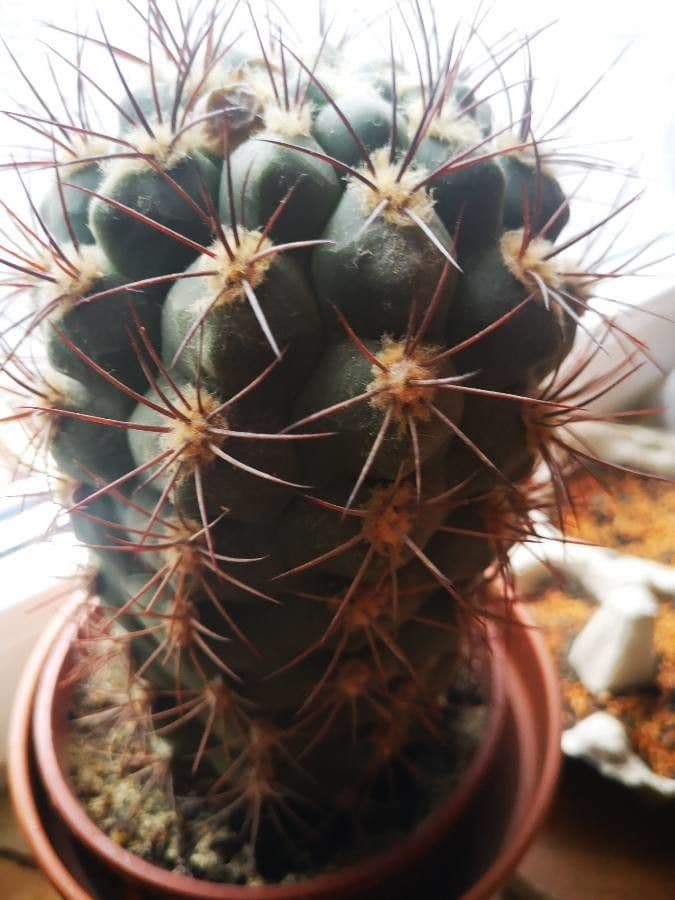 Cactus 24