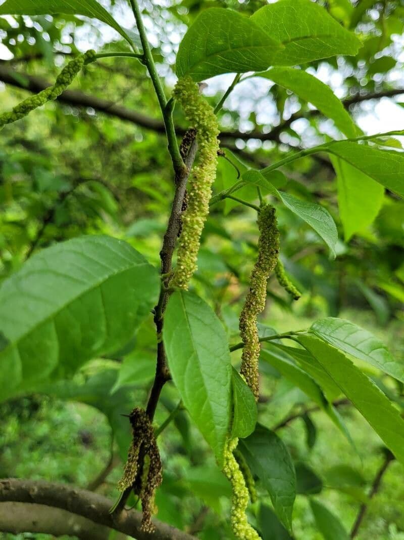 Färbermaulbeerbaum 3