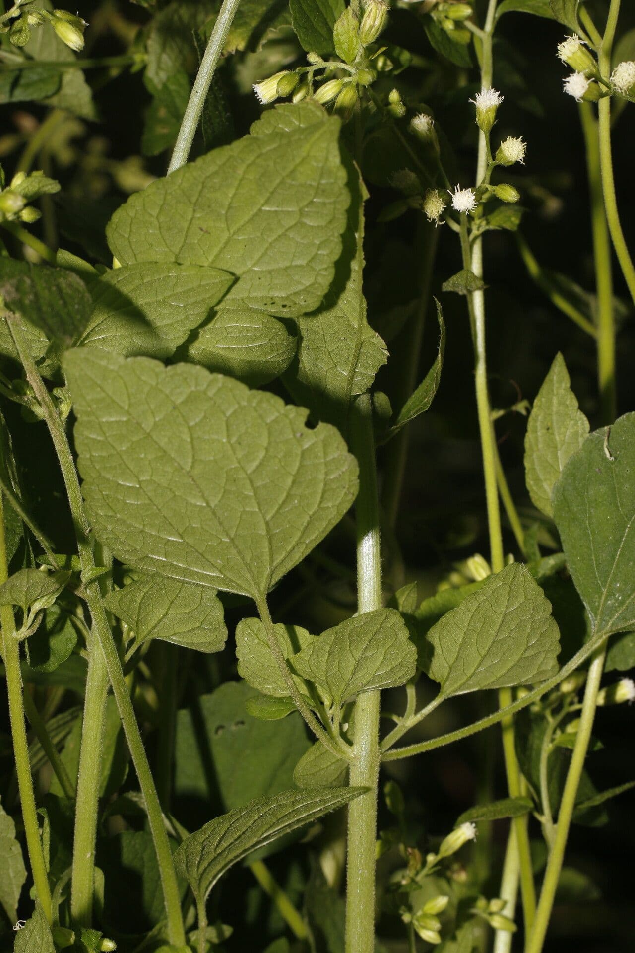 Fleischmannia 6