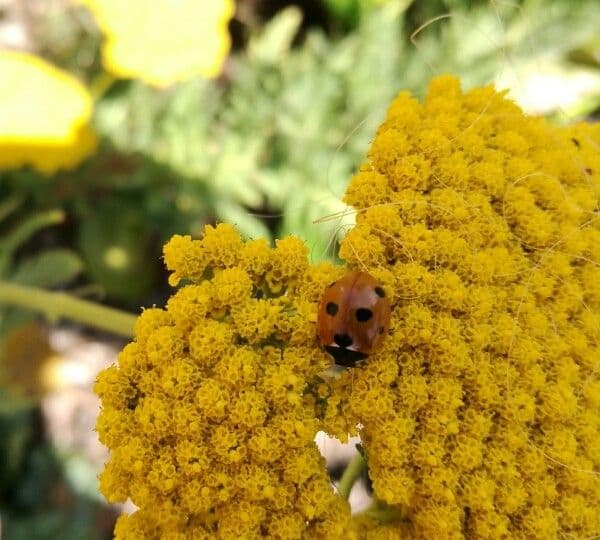Achillea 6
