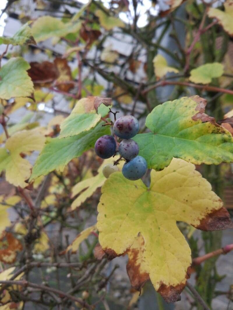 Ampelopsis glandulosa 3