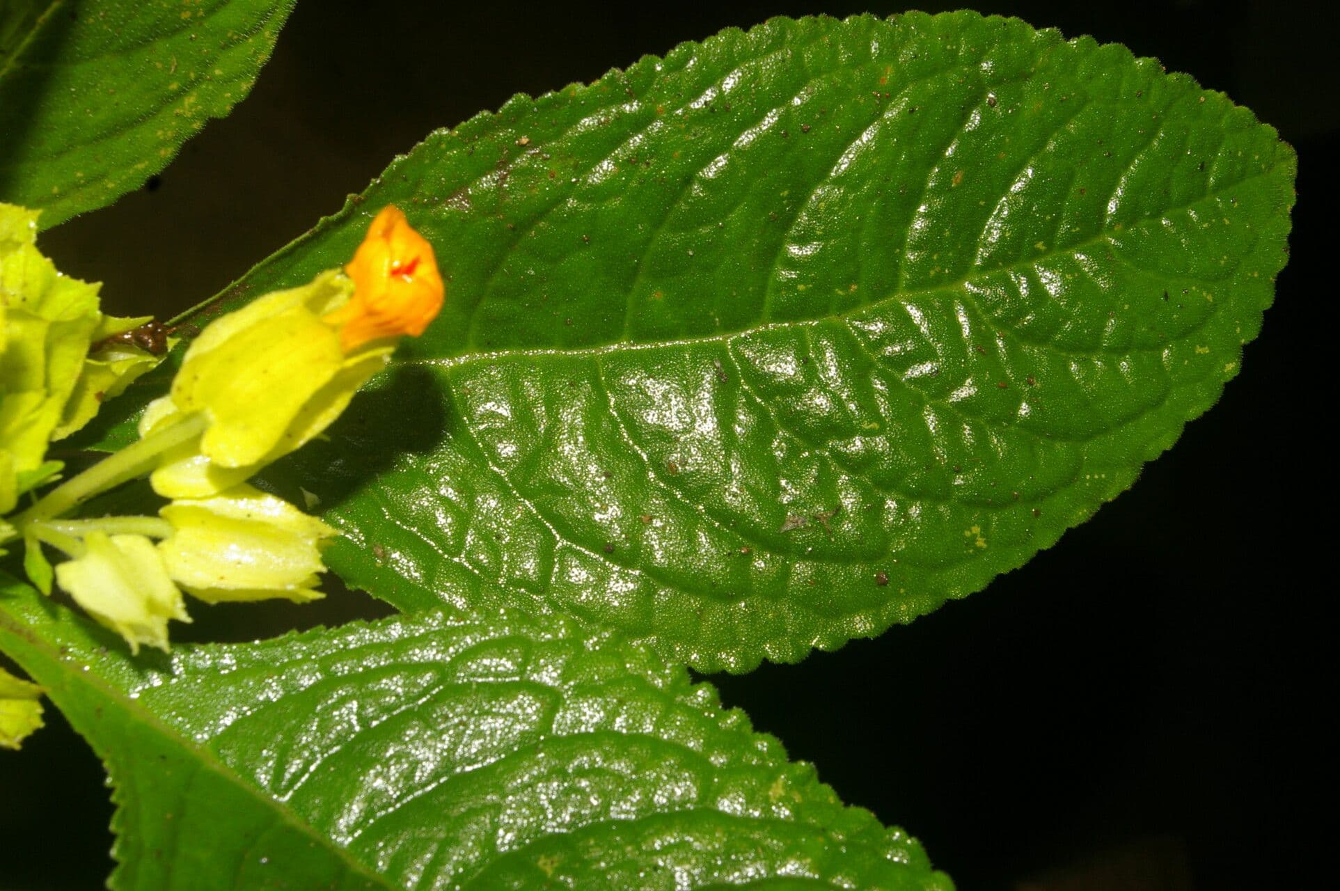 Chrysothemis 4