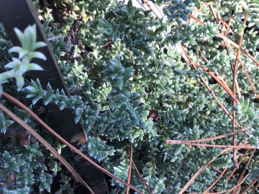 Melaleuca 6