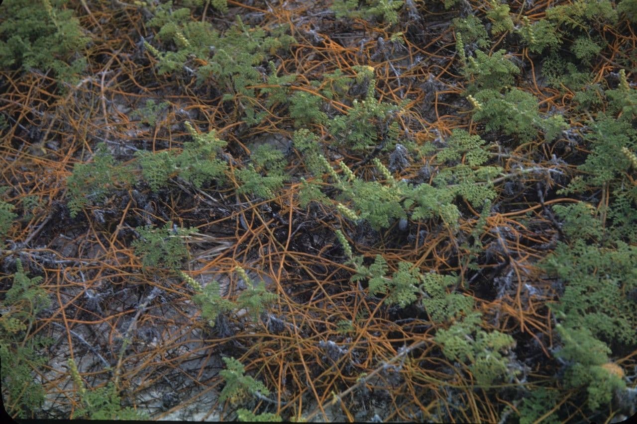 Ambrosia irsuta