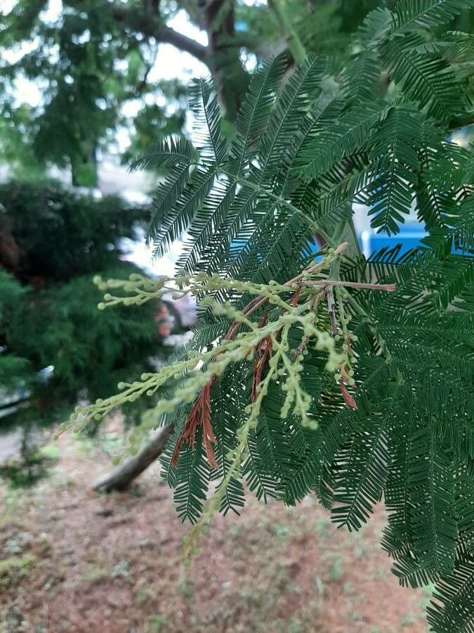 Mimosa 28