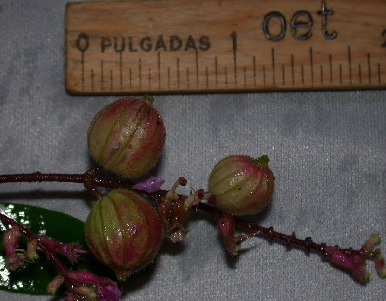 Cuphea 5