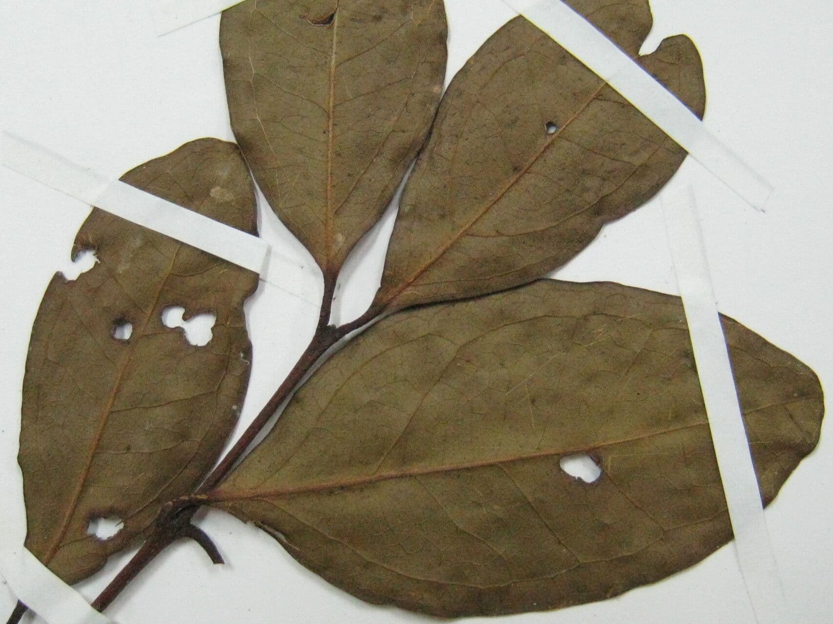 Eugenia 10
