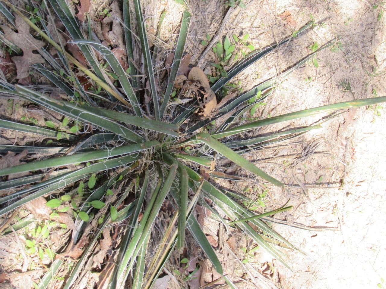 Arkansas-Yucca 12