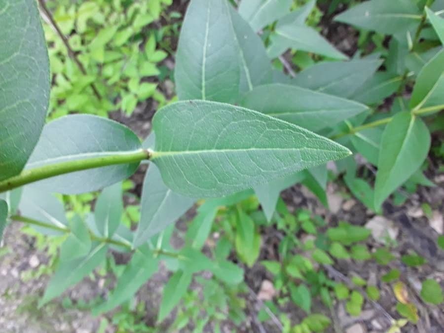 Raues Silphium 11