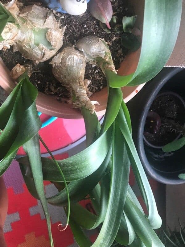 Albuca 5