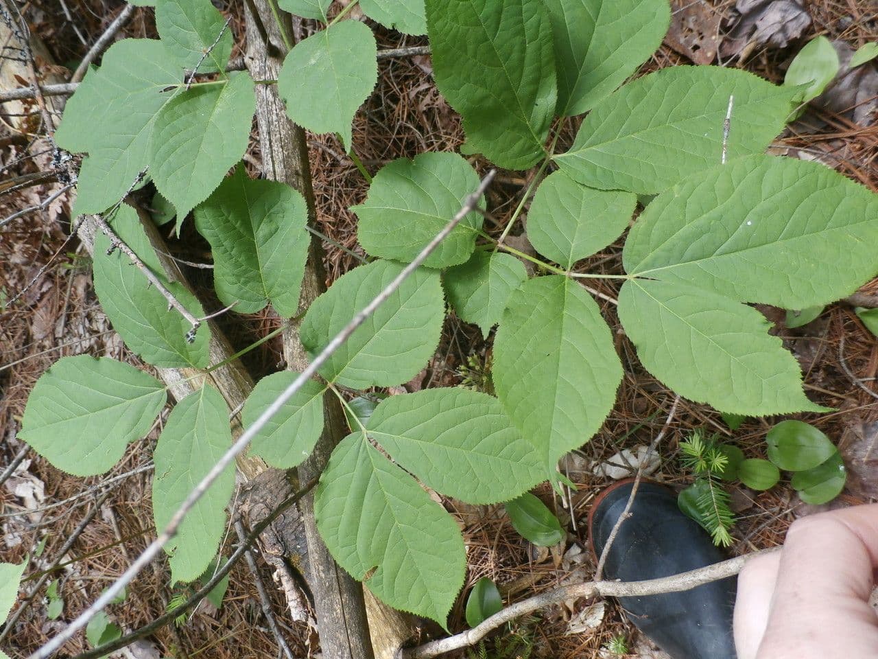 Aralia a stelo nudo 14