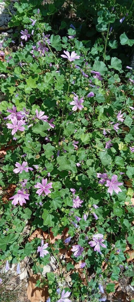 Malva selvatica 12