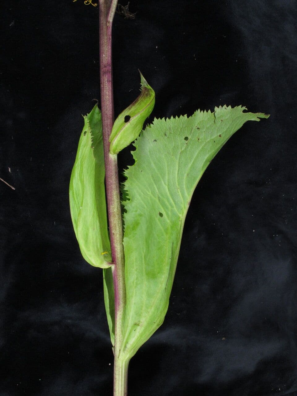 Ligularia 6