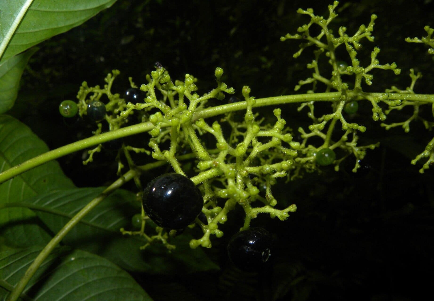Palicourea 7