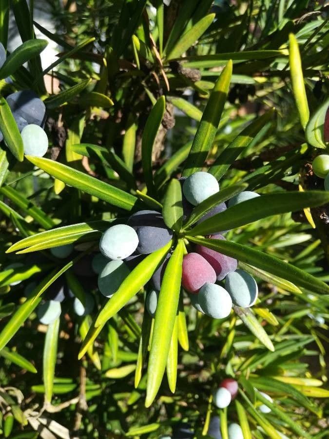 Podocarpus macrophyllus 3