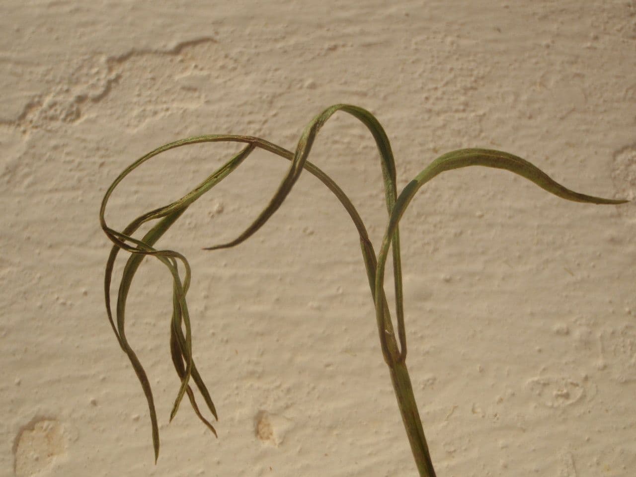 Oenante 19