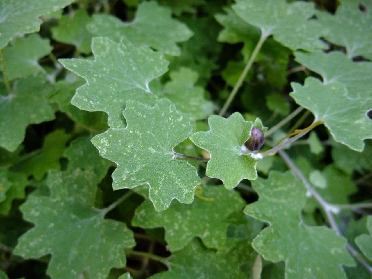 Pericallis 13