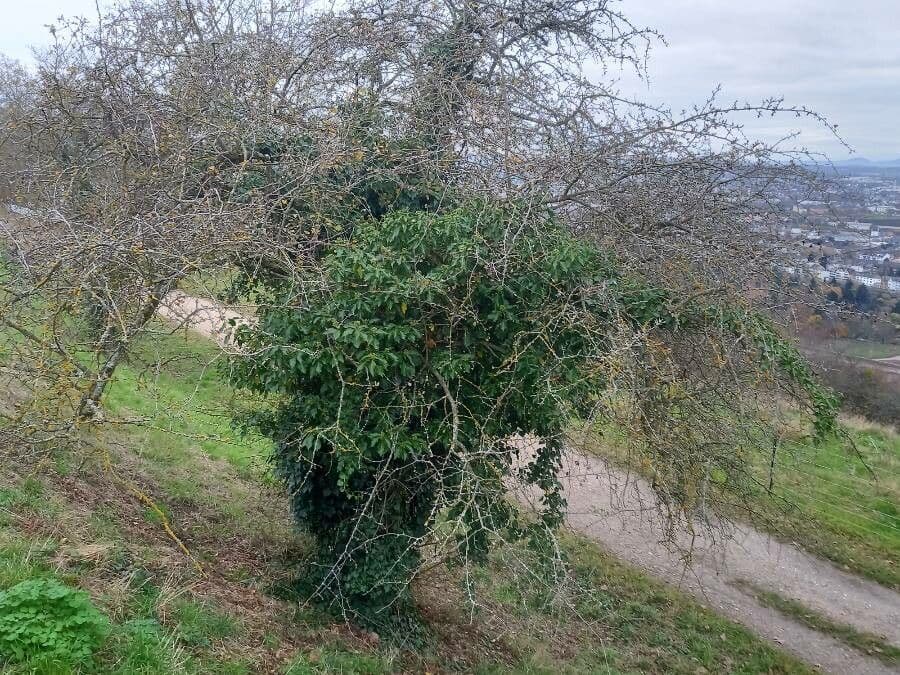 Břečťan kolchidský 14