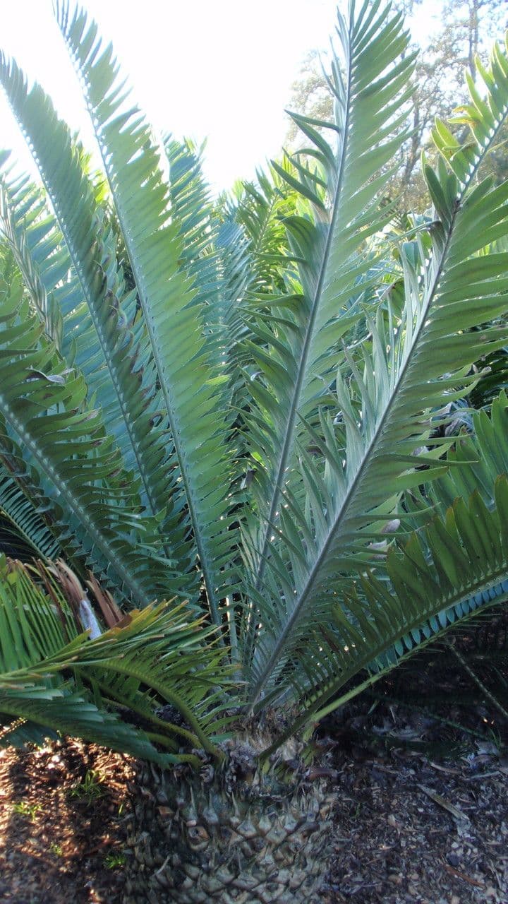 Encephalartos 5
