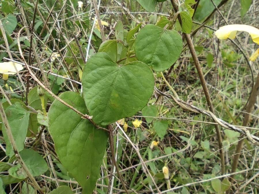 Ipomoea ocra 4