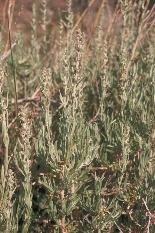 Artemisia argentea 8