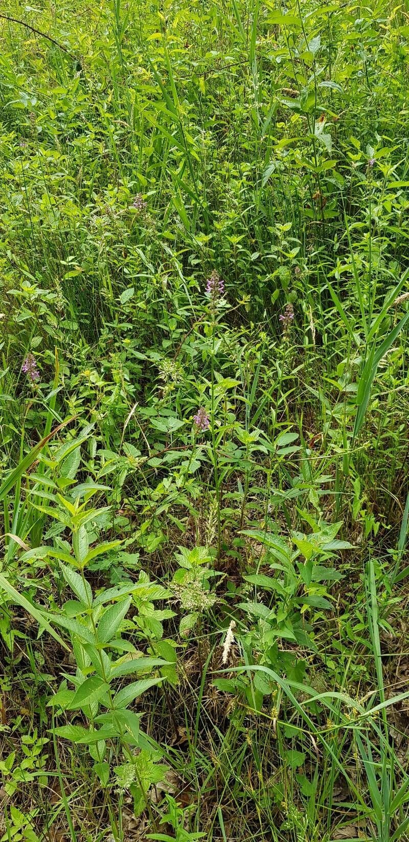 Betonica palustre 13