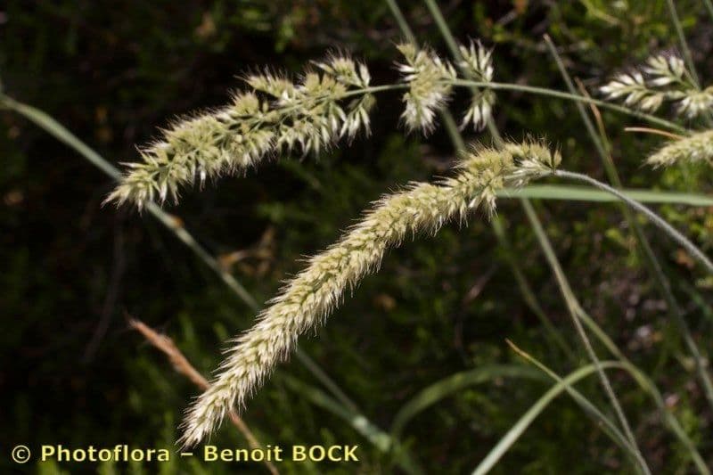 Trisetum