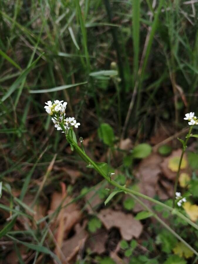 Calepina irregular 6