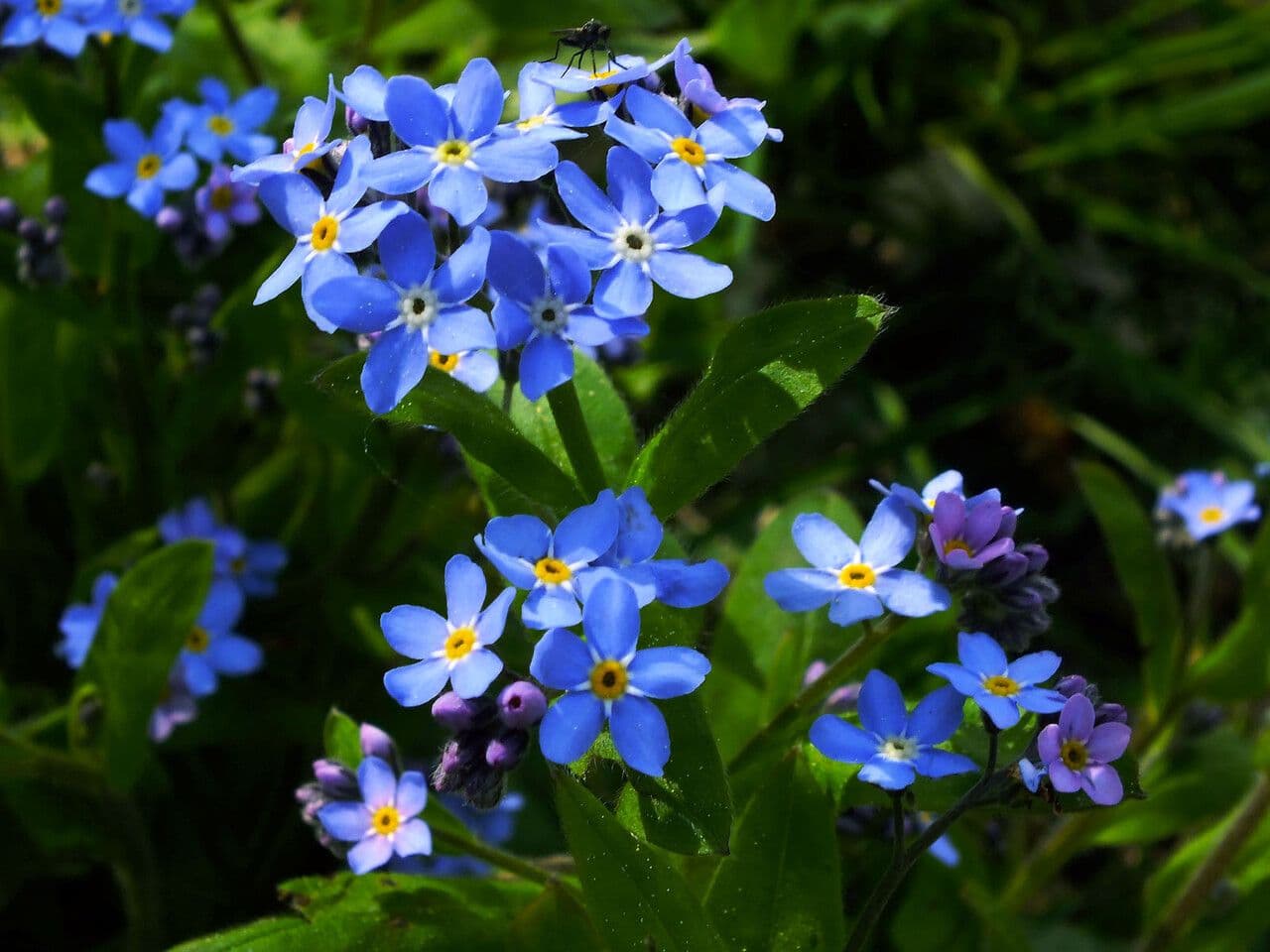 Myosotis décombant 6
