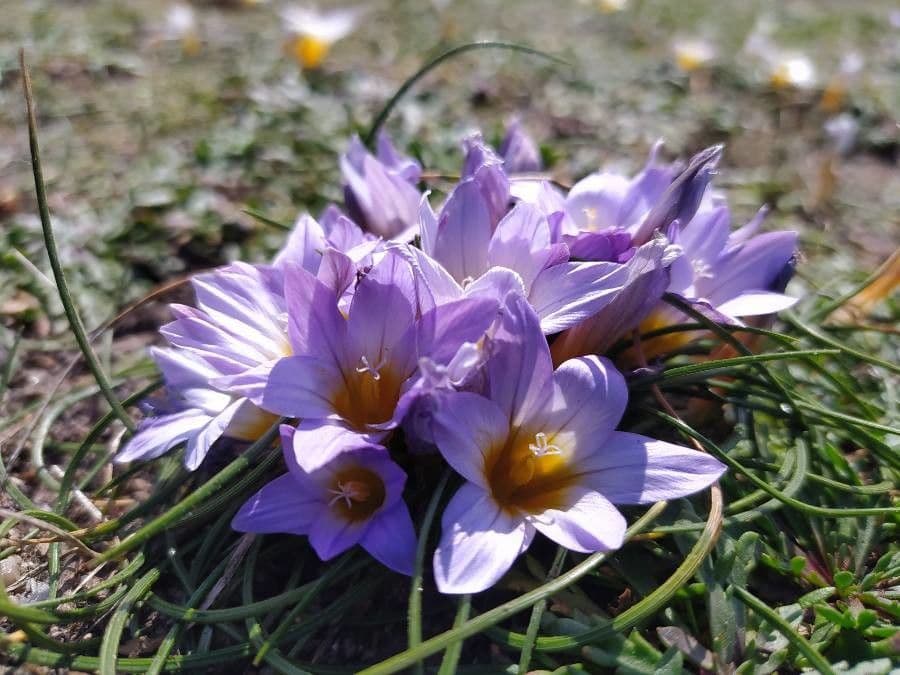 Romulea 4