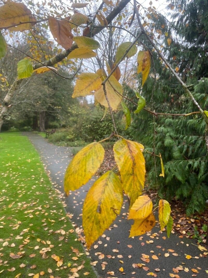 Brzoza himalajska 16