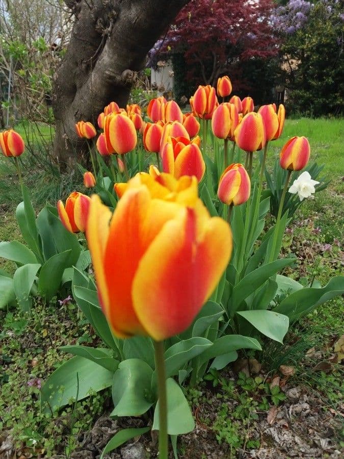Tulipano di Gesner 13
