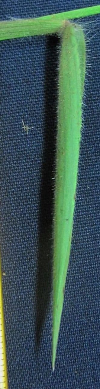 Trichanthecium 4