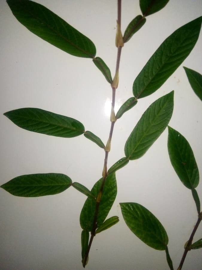Tadehagi 5