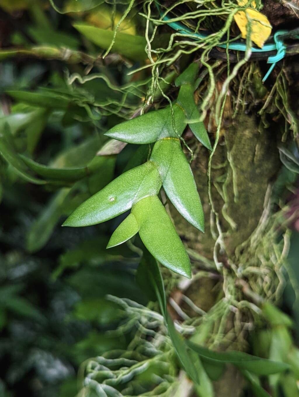 Dendrobium 3