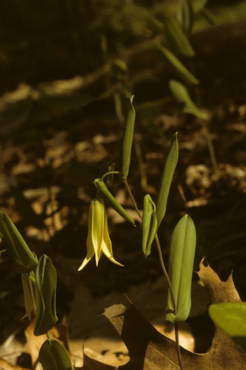 Uvularia perfoliata 7