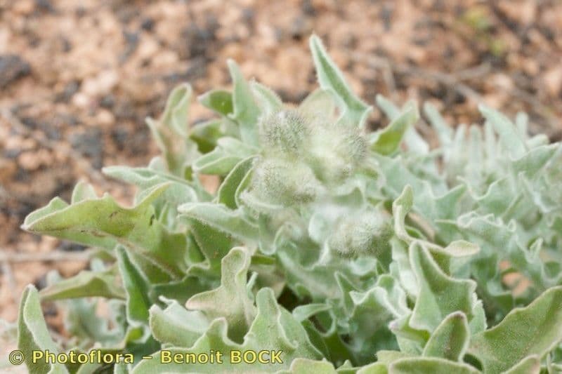 Andryala