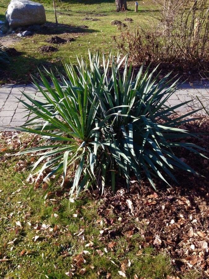 Bajonett-Yucca 19