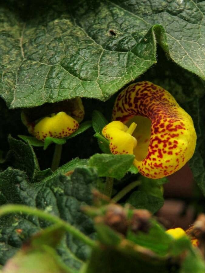 Calceolaria 4