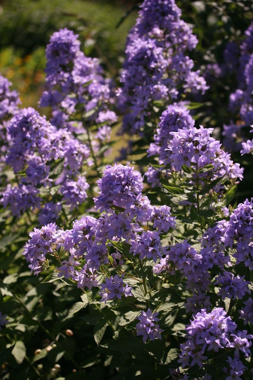 Campanula lactiflora 10