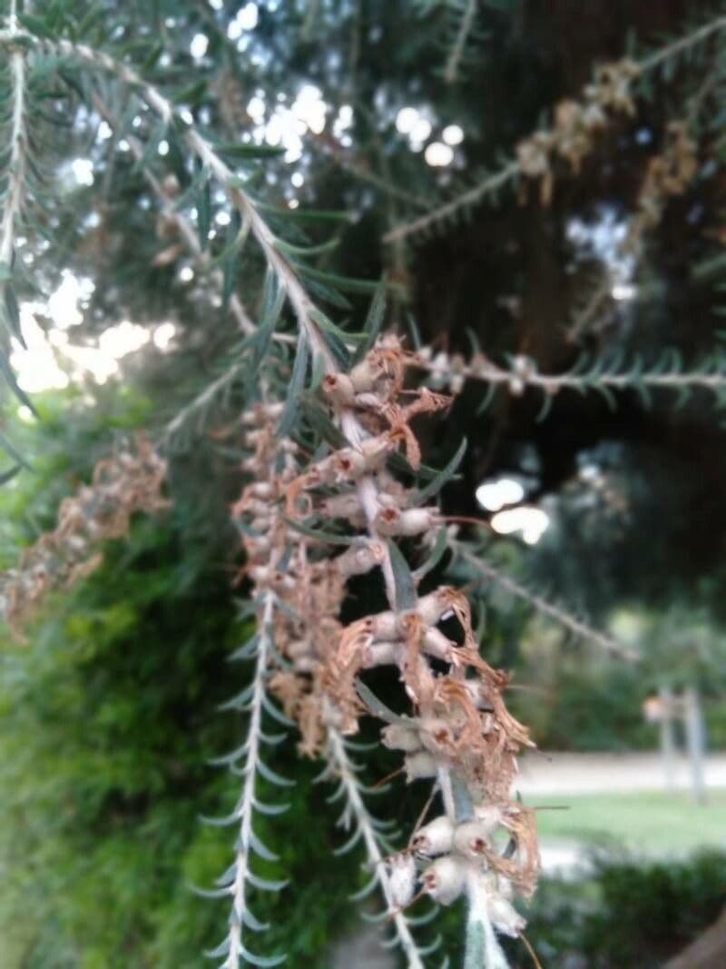 Melaleuca