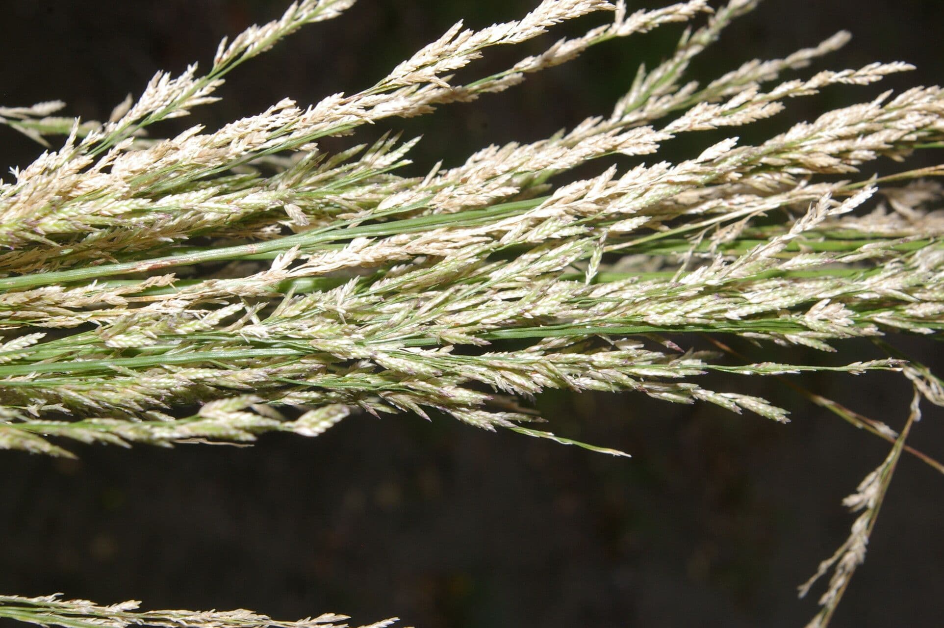 Eragrostis prolifera 5