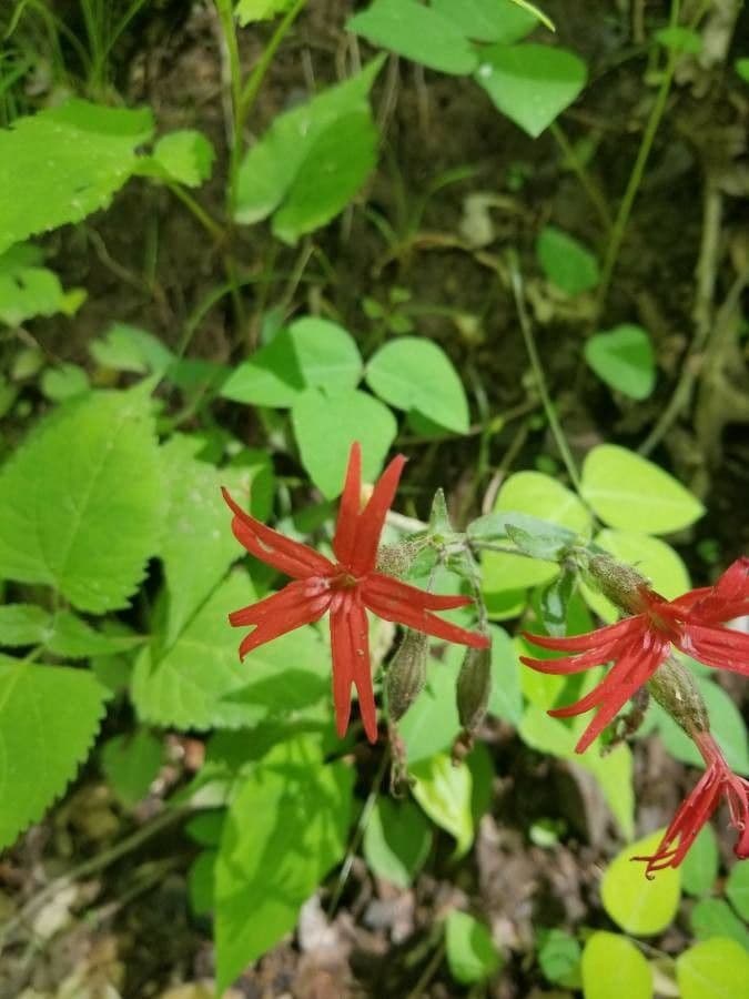 Silene virginica